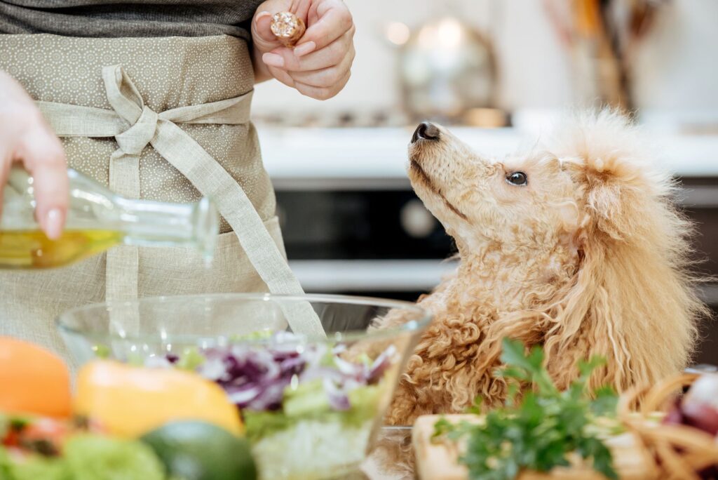 Healthy Oils To Add To Your Dog’s Diet - ScoopMansion.com